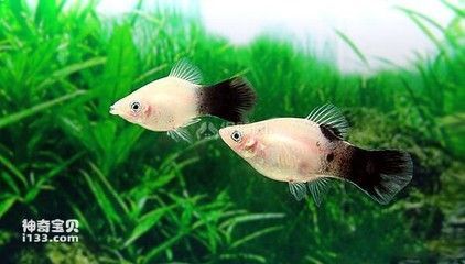 龍魚一直浮在水面一側發紅：龍魚一直浮在水面一側發紅，原因分析與解決方法