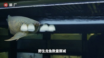 買賣龍魚被抓：買賣龍魚合法嗎？