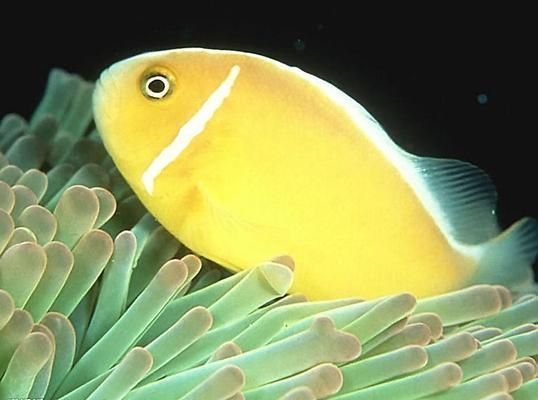 雪龍魚抗寒能力提升方法：雪龍魚換水最佳時機突發停電魚缸保溫技巧