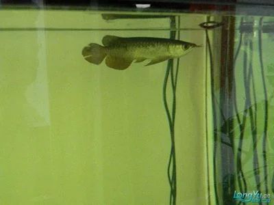 龍魚定水一般多久：龍魚定水一般多久換一次水 龍魚定水一般多久：龍魚定水一般多久換一次水 龍魚百科 第3張