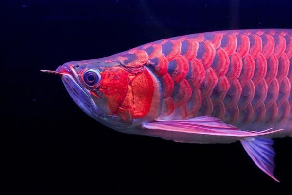 龍魚缸水質要求多少：龍魚缸水質檢測方法
