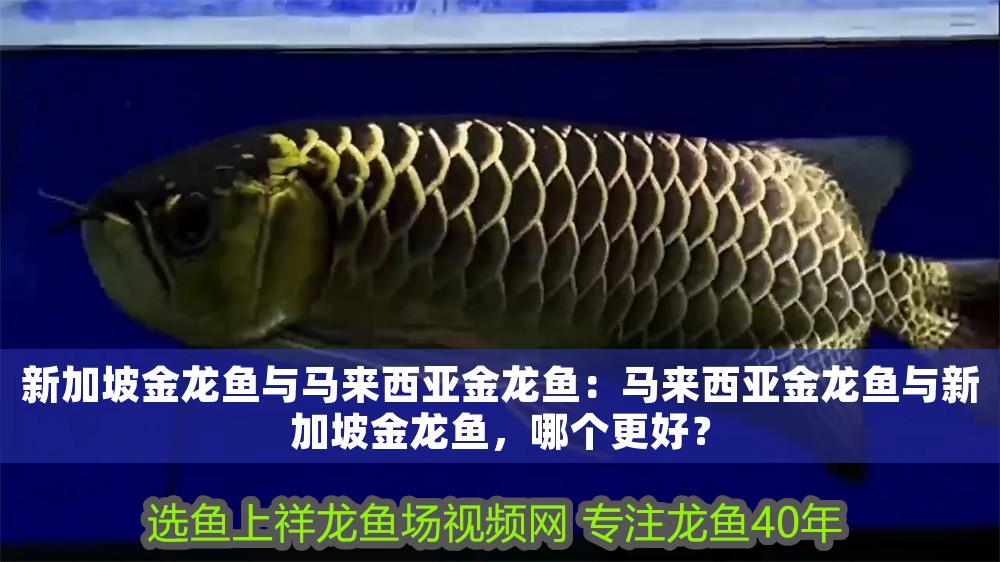 新加坡金龍魚與馬來西亞金龍魚：馬來西亞金龍魚與新加坡金龍魚，哪個更好？