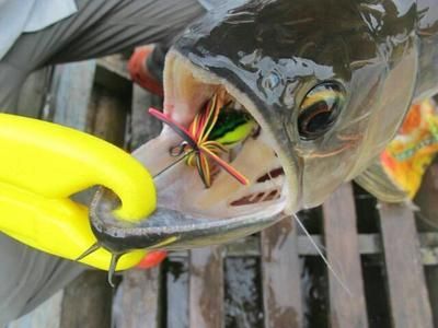 什么金龍魚好釣魚(自制金龍魚餌料秘方金龍魚釣魚成功率提升方法) 龍魚百科 第5張 什么金龍魚好釣魚(自制金龍魚餌料秘方金龍魚釣魚成功率提升方法) 什么金龍魚好釣魚(自制金龍魚餌料秘方金龍魚釣魚成功率提升方法) 龍魚百科 第5張