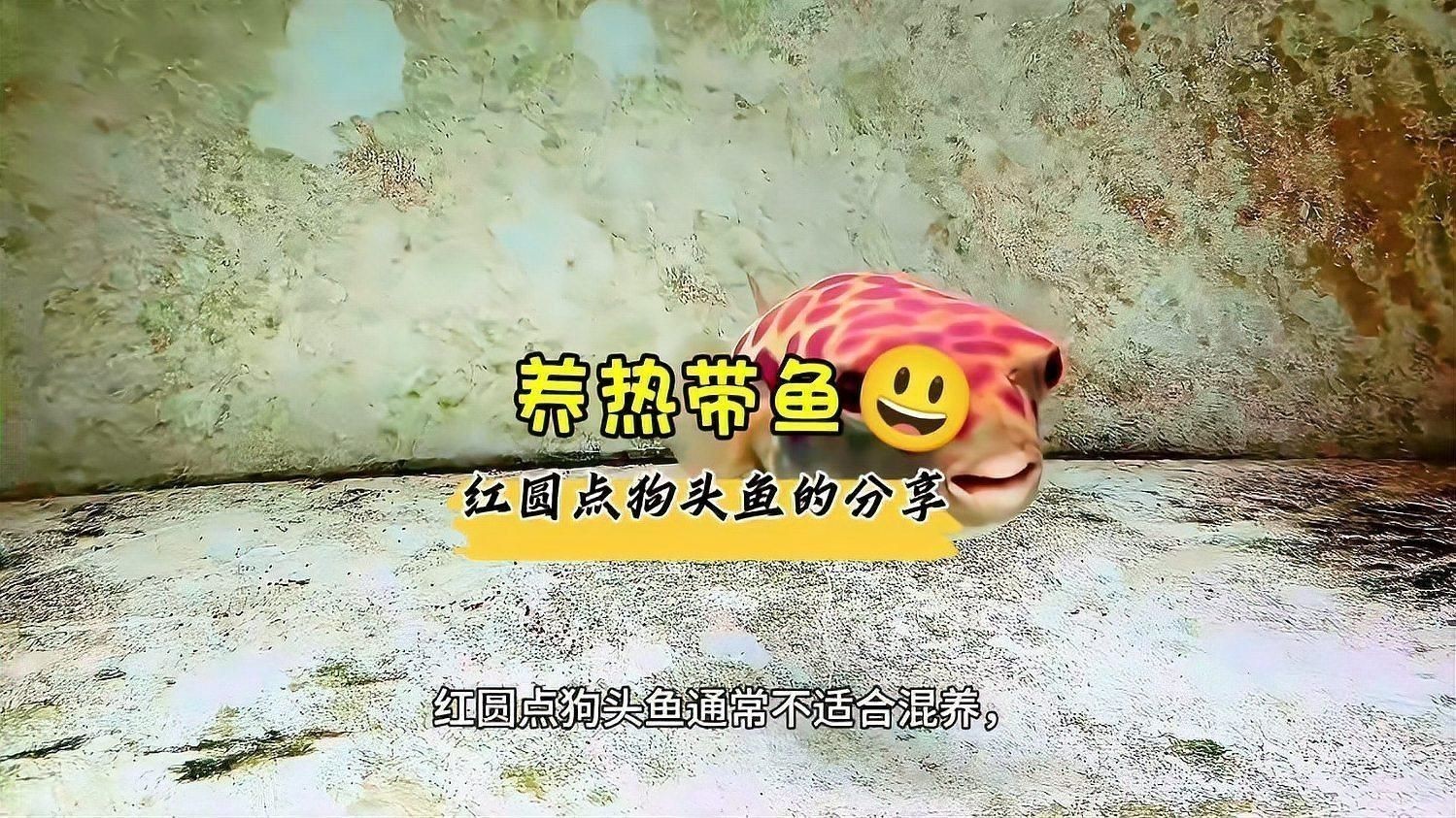 奈及利亞紅圓點狗頭魚ph 奈及利亞紅圓點狗頭魚ph 龍魚百科 第1張