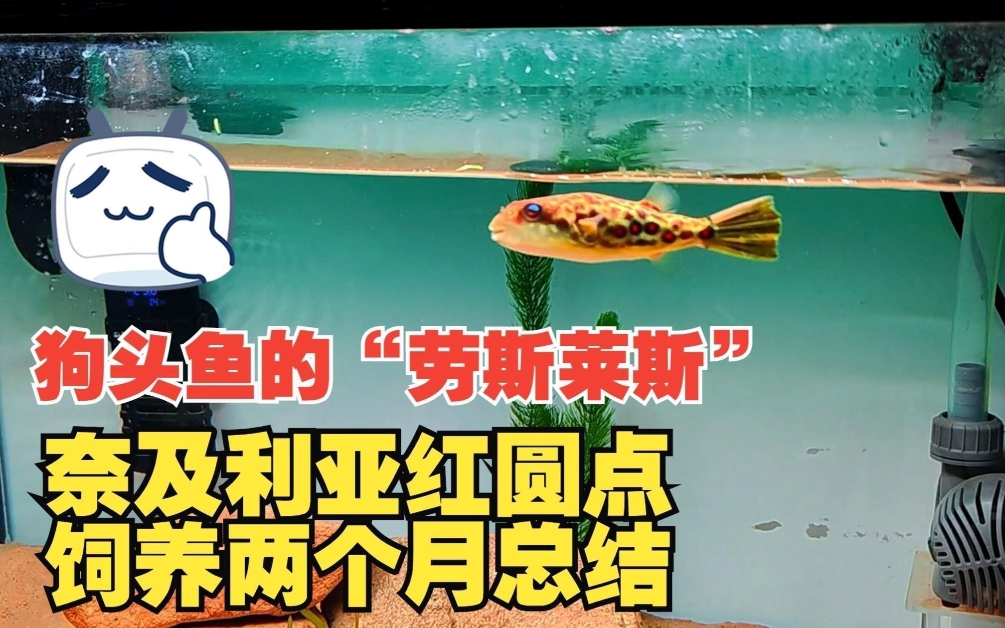 奈及利亞紅圓點狗頭魚ph 奈及利亞紅圓點狗頭魚ph 龍魚百科 第4張