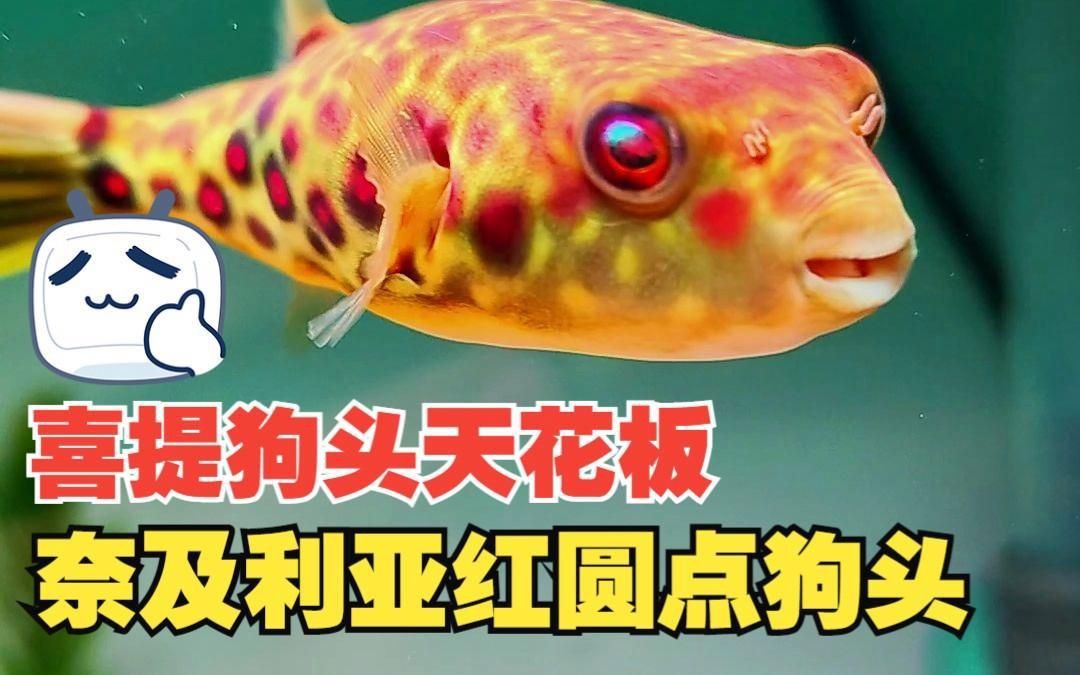 奈及利亞紅圓點狗頭魚ph 奈及利亞紅圓點狗頭魚ph 龍魚百科 第3張