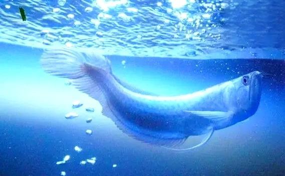 銀龍魚爛嘴怎么回事啊圖片