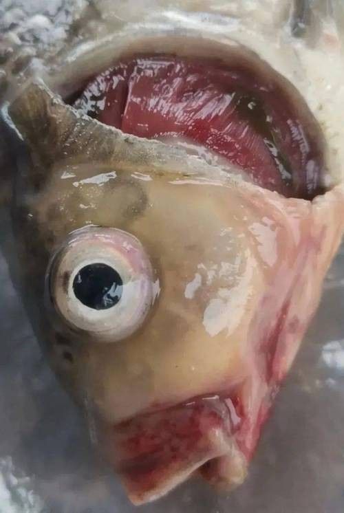 銀龍魚爛嘴怎么回事啊圖片