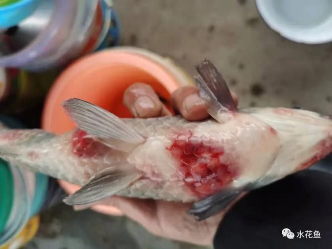 銀龍魚爛嘴怎么回事啊圖片