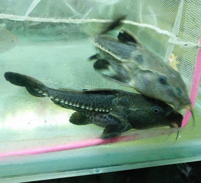 伊巴卡和龍魚混養(伊巴卡魚和龍魚混養可能存在一些問題) 龍魚百科 第5張 伊巴卡和龍魚混養(伊巴卡魚和龍魚混養可能存在一些問題) 伊巴卡和龍魚混養(伊巴卡魚和龍魚混養可能存在一些問題) 龍魚百科 第5張
