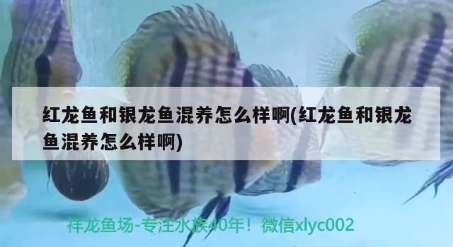 紅龍魚(yú)和銀龍魚(yú)混養(yǎng)怎么樣(混養(yǎng)龍魚(yú)的環(huán)境布置技巧,如何處理混養(yǎng)中的爭(zhēng)斗問(wèn)題) 龍魚(yú)百科 第1張 紅龍魚(yú)和銀龍魚(yú)混養(yǎng)怎么樣(混養(yǎng)龍魚(yú)的環(huán)境布置技巧,如何處理混養(yǎng)中的爭(zhēng)斗問(wèn)題) 紅龍魚(yú)和銀龍魚(yú)混養(yǎng)怎么樣(混養(yǎng)龍魚(yú)的環(huán)境布置技巧,如何處理混養(yǎng)中的爭(zhēng)斗問(wèn)題) 龍魚(yú)百科 第1張