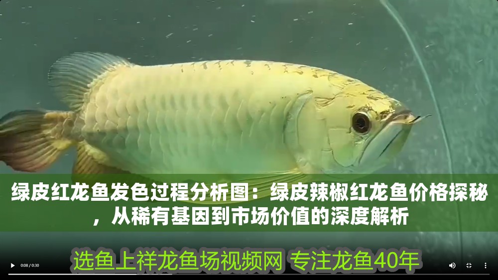 綠皮紅龍魚發色過程分析圖：綠皮辣椒紅龍魚價格探秘，從稀有基因到市場價值的深度解析