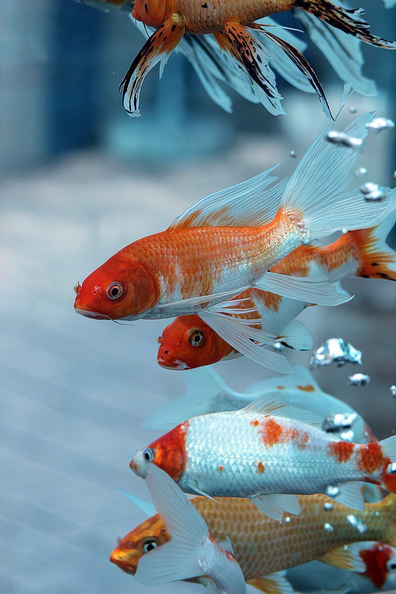 金魚掉鱗能自愈嗎