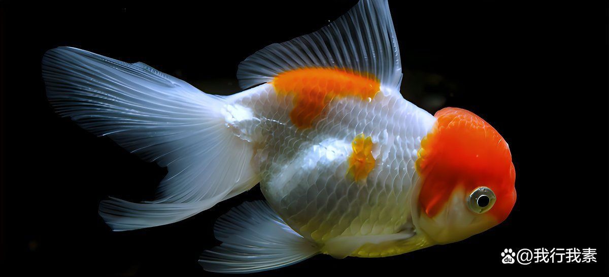 金魚掉鱗能自愈嗎