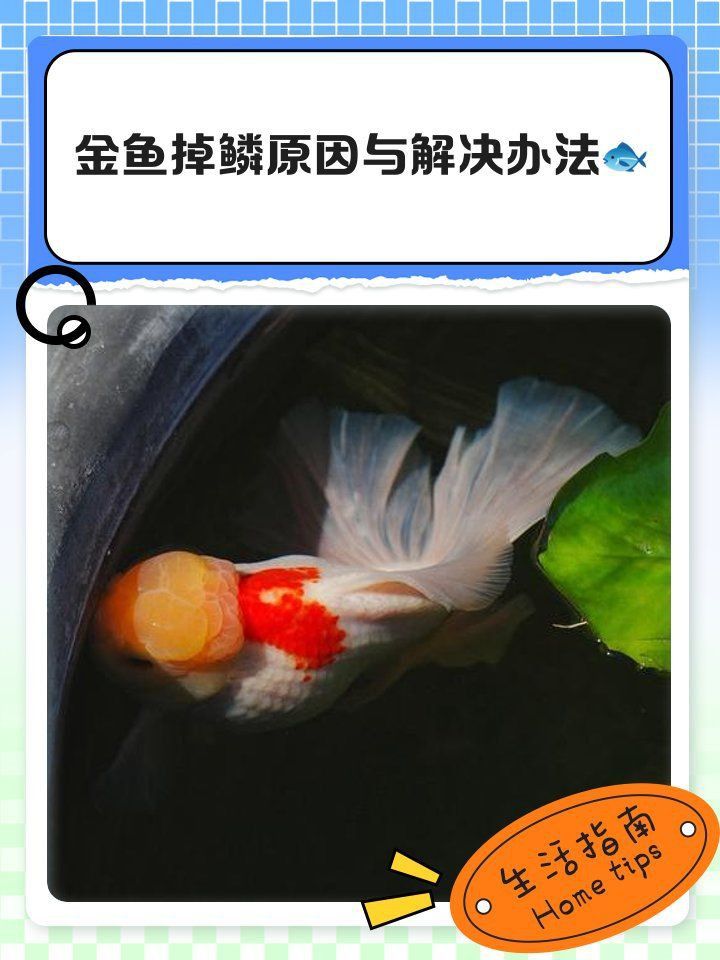金魚掉鱗能自愈嗎