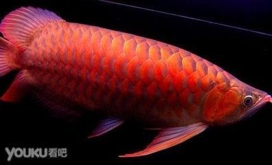 紅龍魚翹頭的好不好：紅龍魚翹頭的一些優點和注意事項