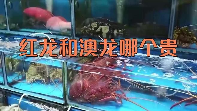 澳龍和紅龍的價格差異大嗎？