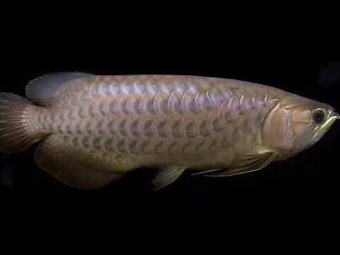 龍魚的配魚選擇（飛鳳魚是龍魚愛好者們魚缸內最經典的搭配）