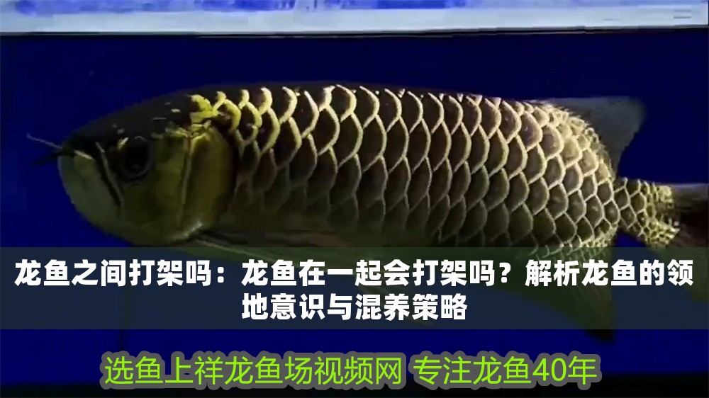 龍魚之間打架嗎：龍魚在一起會(huì)打架嗎？解析龍魚的領(lǐng)地意識(shí)與混養(yǎng)策略