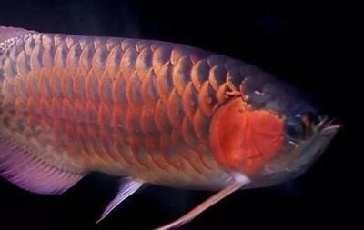 龍魚配對成功概率是多少啊，如何判斷龍魚性成熟，龍魚配對后繁殖技巧，改善龍魚水質的妙招