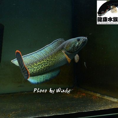 龍魚配對成功概率是多少啊，如何判斷龍魚性成熟，龍魚配對后繁殖技巧，改善龍魚水質的妙招