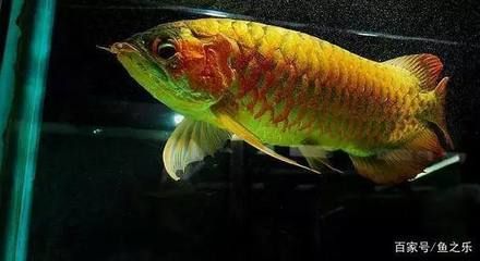 龍魚福龍王：福龍王是好看還是畸形？ 龍魚福龍王：福龍王是好看還是畸形？ 龍魚百科 第1張