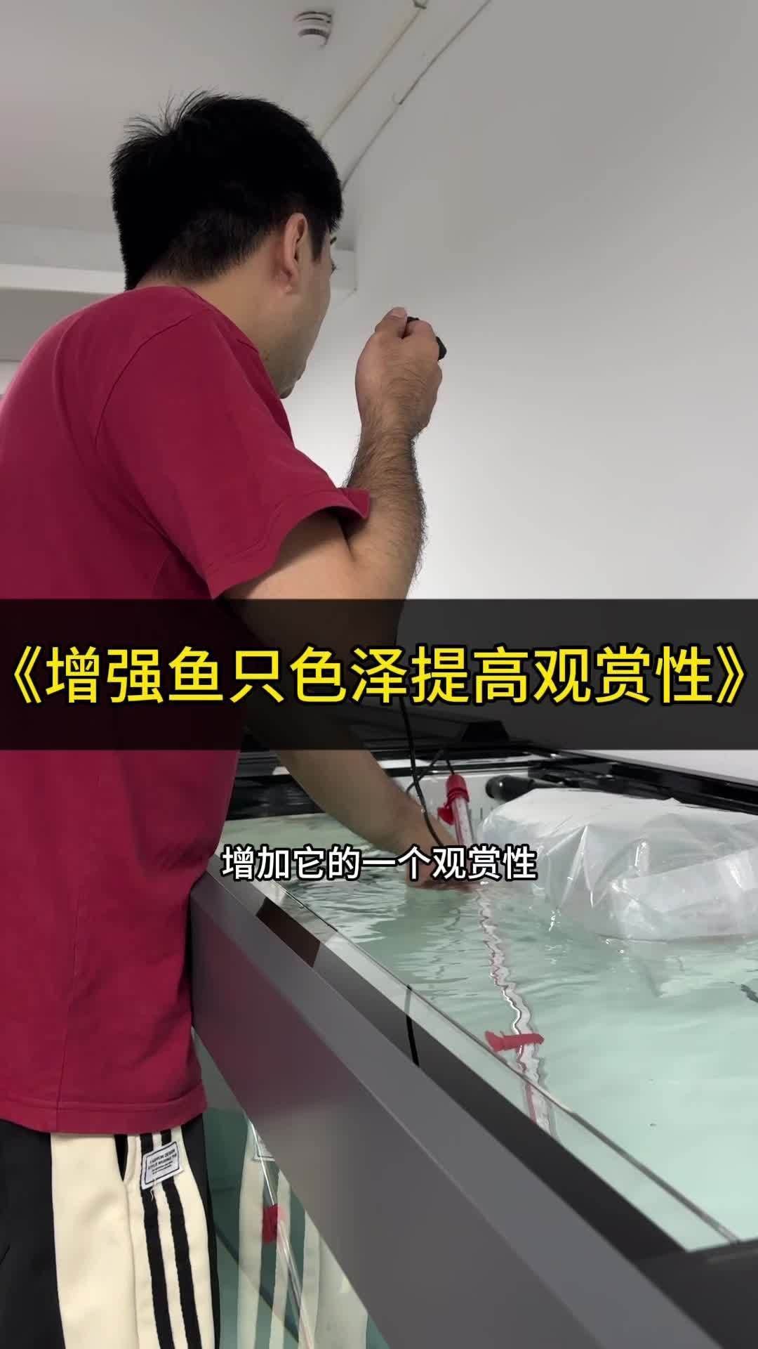 馬印水族魚缸增艷金龍是正規的嗎 馬印水族魚缸增艷金龍是正規的嗎 龍魚百科 第3張
