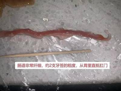 金龍魚運輸沉頭：金龍魚在運輸過程中出現沉頭現象主要是由于以下幾個原因