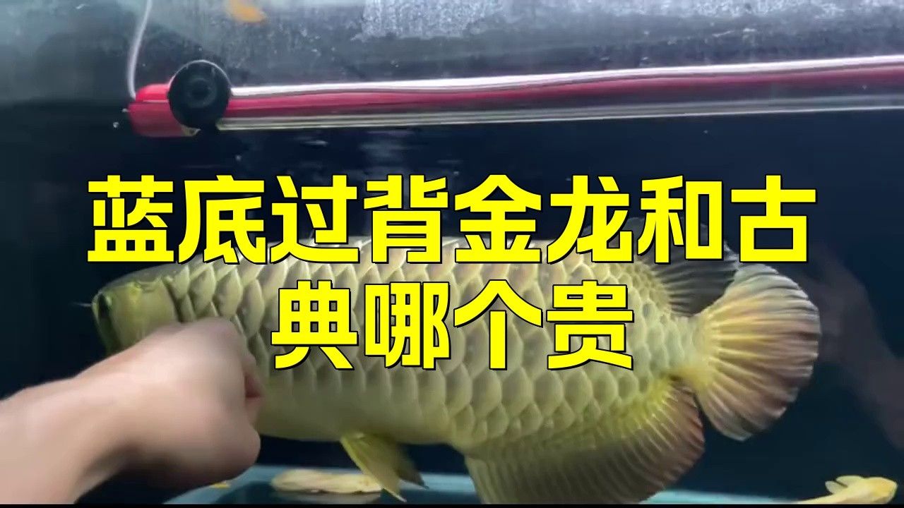 古典藍底過背金龍的市場價格如何？ 古典藍底過背金龍的市場價格如何？ 龍魚百科 第2張