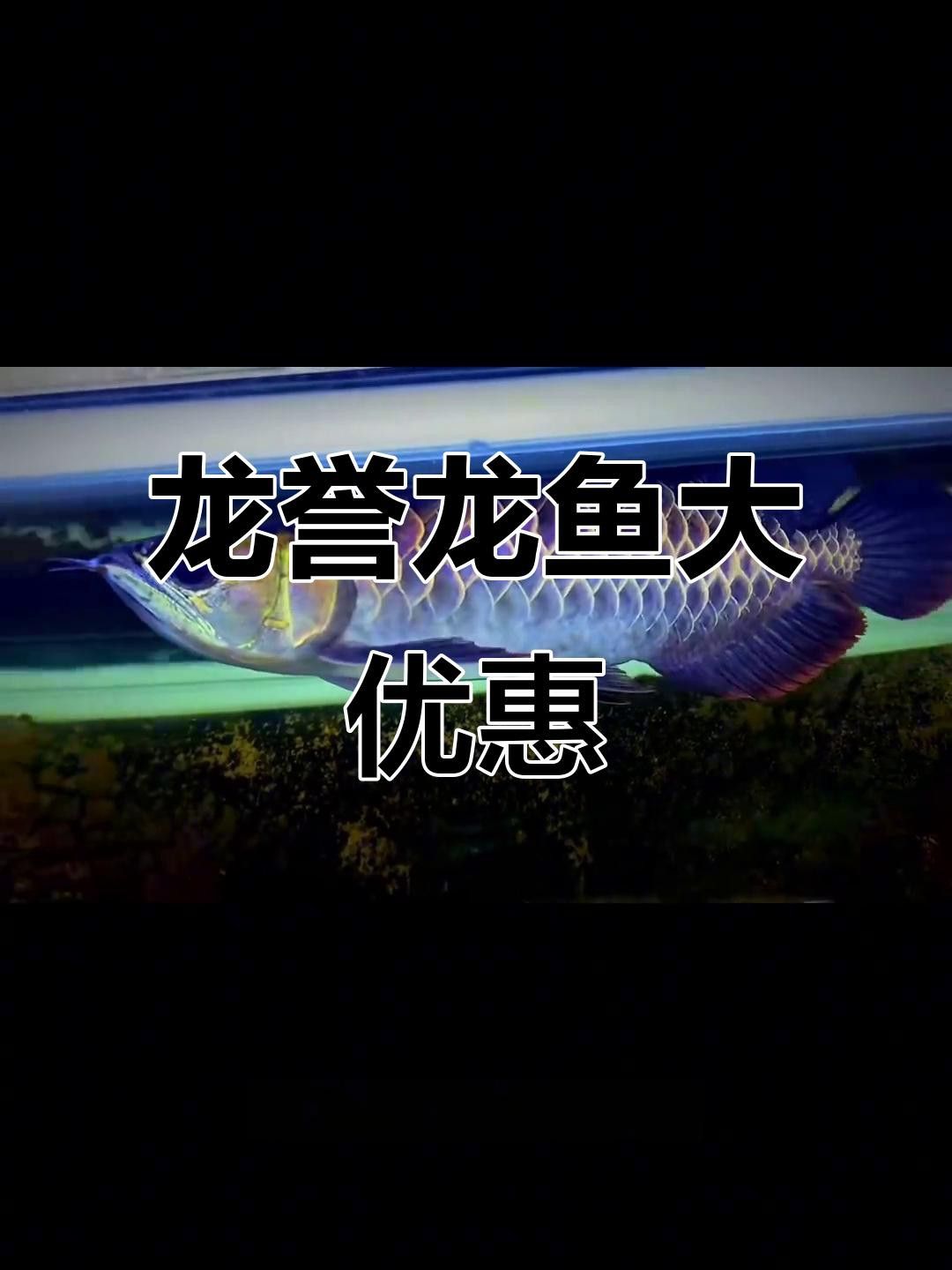 古典藍底過背金龍的市場價格如何？ 古典藍底過背金龍的市場價格如何？ 龍魚百科 第4張