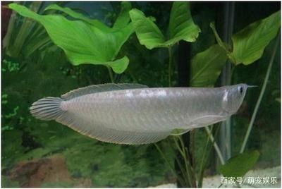 養一條銀龍魚有啥寓意和象征意義：養一條銀龍魚有啥寓意和象征意義銀龍魚有啥寓意和象征意義