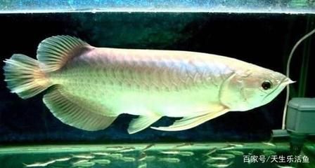 養一條銀龍魚有啥寓意和象征意義：養一條銀龍魚有啥寓意和象征意義銀龍魚有啥寓意和象征意義
