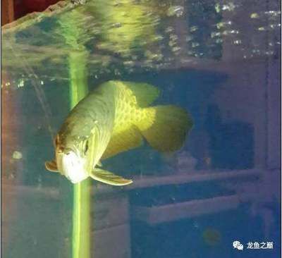 龍魚新入缸不開口下鹽會死嗎為什么：龍魚新入缸不開口下鹽會死嗎