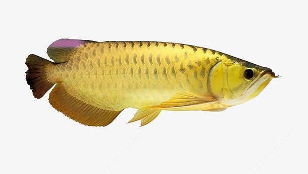 黃色的龍魚叫什么魚：黃色的魚叫什么魚