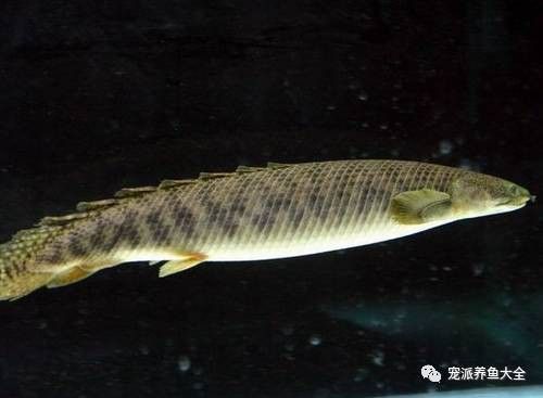 大花恐龍魚好養(yǎng)嗎