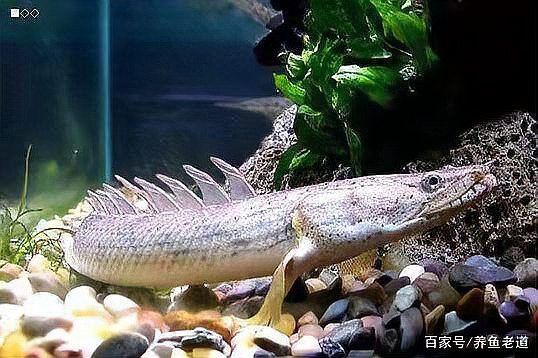 大花恐龍魚好養(yǎng)嗎