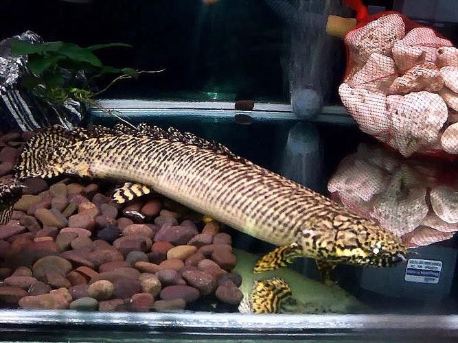 大花恐龍魚好養(yǎng)嗎