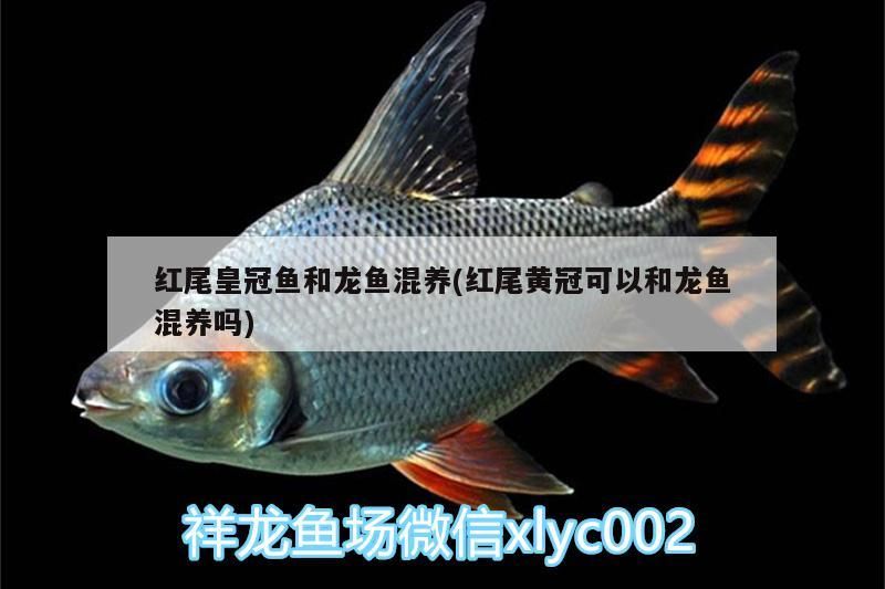 紅金龍魚養(yǎng)殖方法：紅金龍魚養(yǎng)殖方法視頻