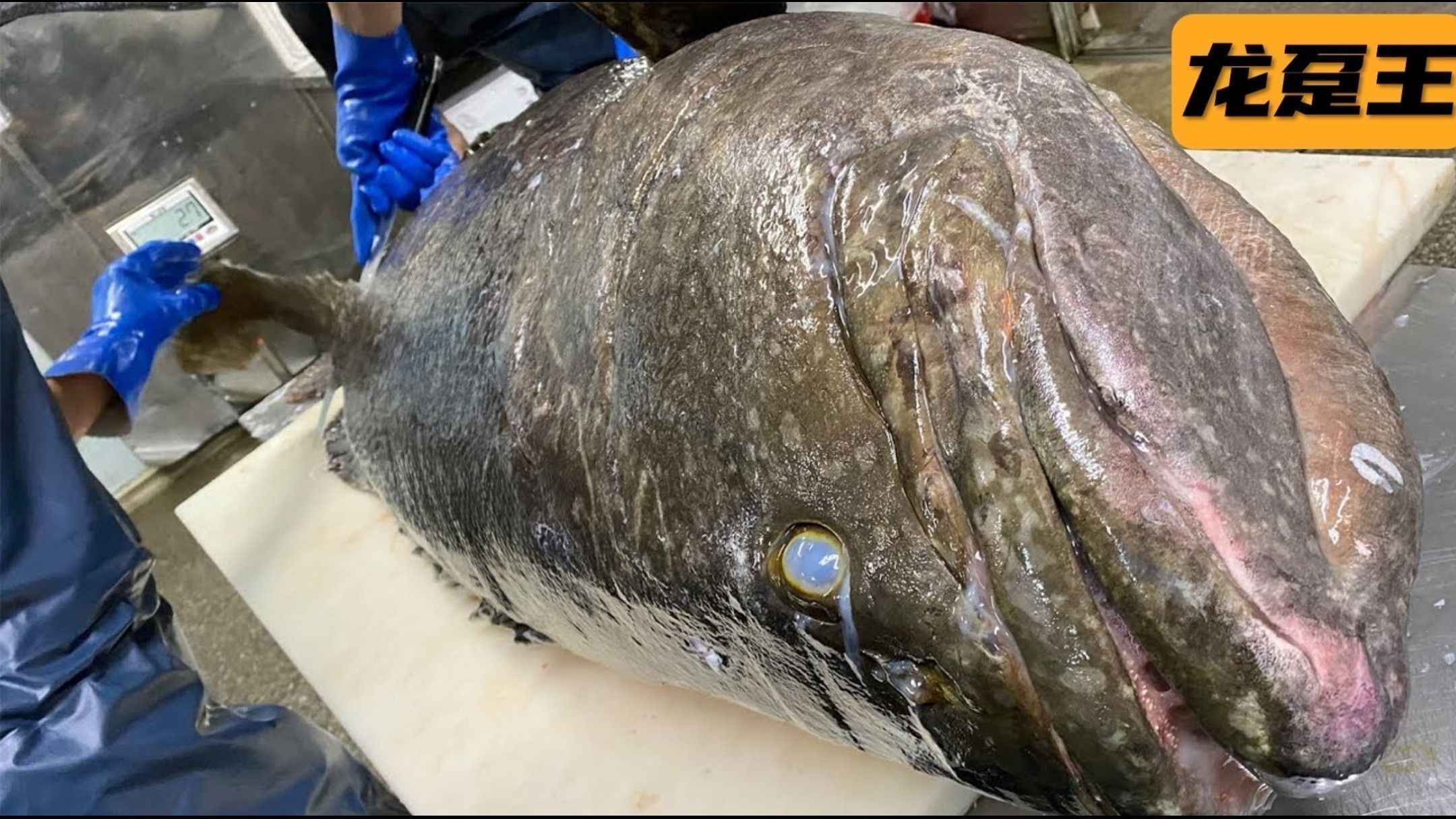 龍躉石斑魚的最佳烹飪方法有哪些？ 龍躉石斑魚的最佳烹飪方法有哪些？ 龍魚百科 第1張