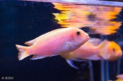 養龍魚沖浪泵要一直開嗎：養龍魚是否需要一直開啟沖浪泵，這個問題并不是絕對的
