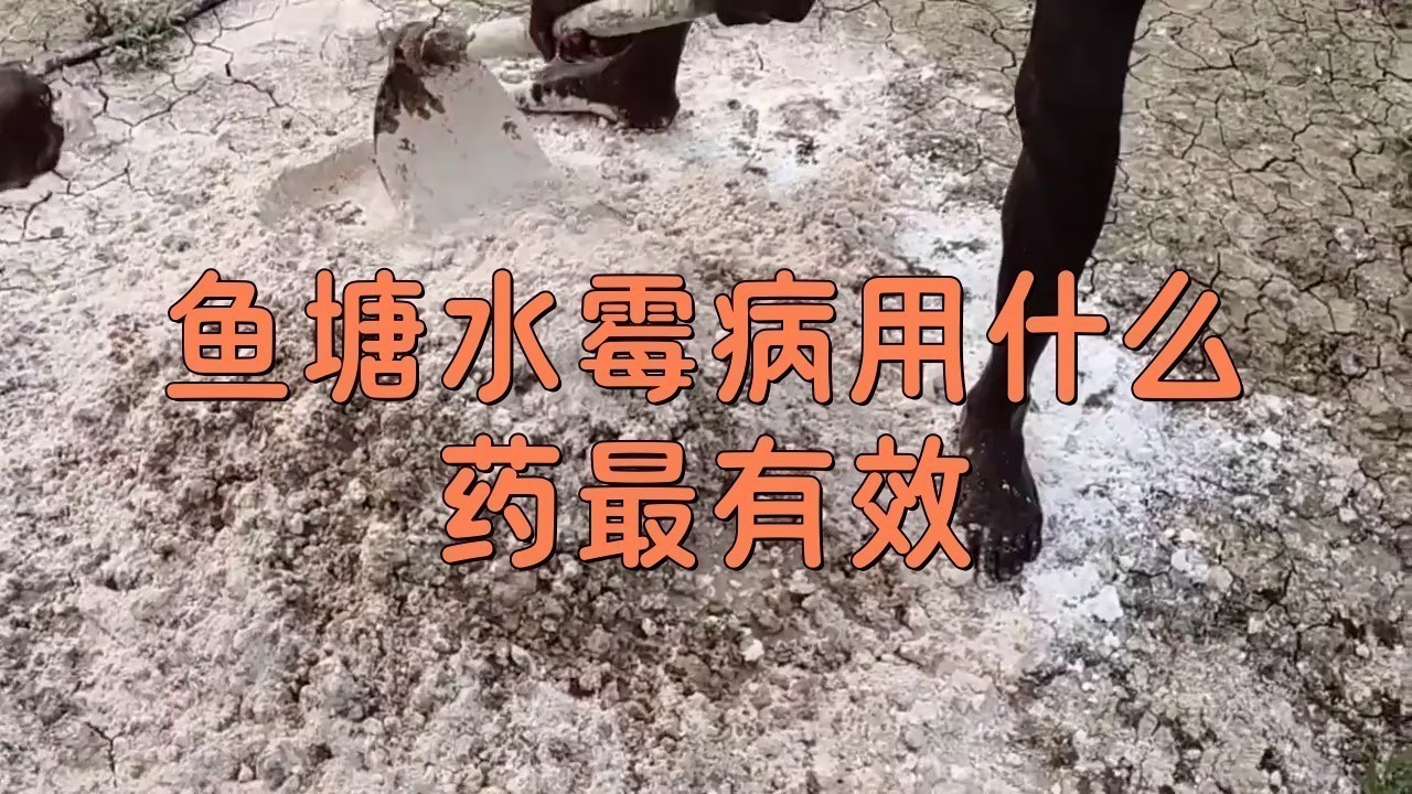 哪種藥物治療龍魚水霉病最有效？
