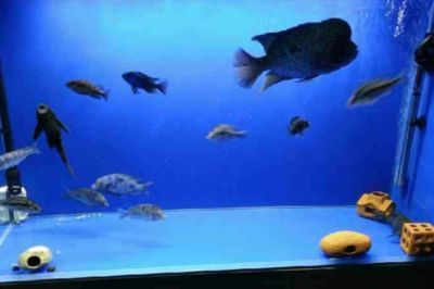 新龍魚入缸有幾天危險期怎么辦：新龍魚入缸危險期怎么辦