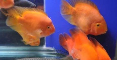 新龍魚入缸有幾天危險期怎么辦：新龍魚入缸危險期怎么辦