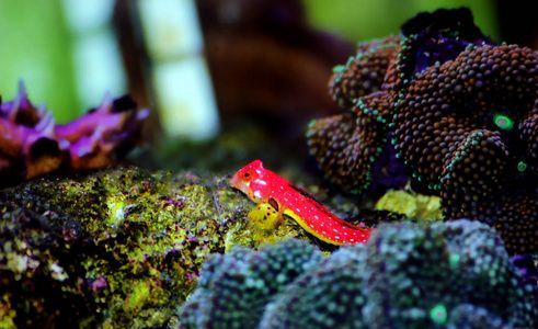 藍龍魚大概多少錢：藍龍魚的價格范圍