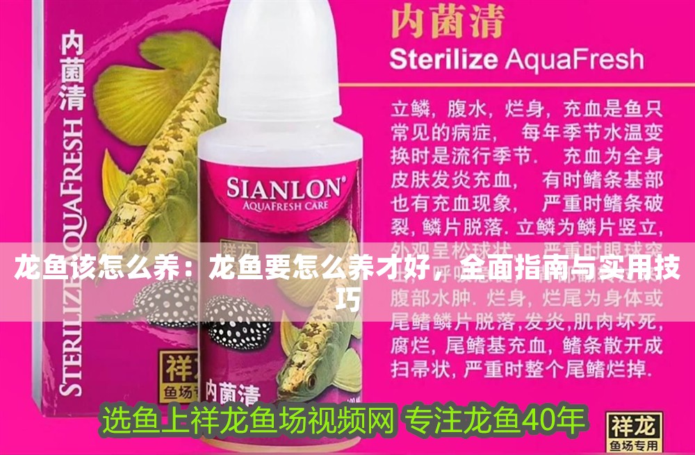 龍魚該怎么養：龍魚要怎么養才好，全面指南與實用技巧