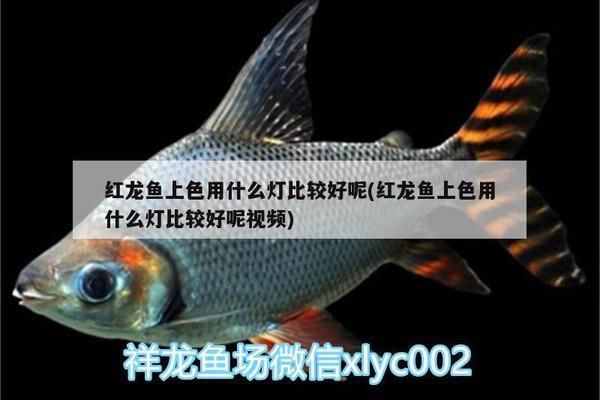 杭州金龍魚熱帶魚養殖基地（杭州金龍魚養殖基地）