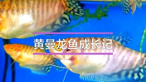 金龍魚成長(zhǎng)記錄：金龍魚的成長(zhǎng)記錄