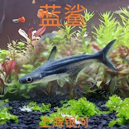 龍魚可以和藍鯊混養嗎圖片欣賞