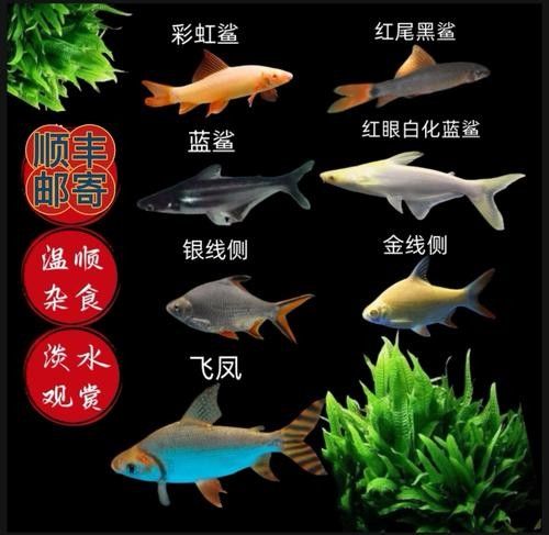 龍魚可以和藍鯊混養嗎圖片欣賞