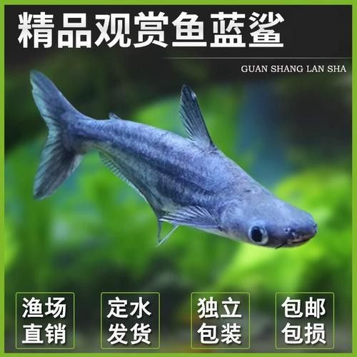龍魚可以和藍鯊混養嗎圖片欣賞